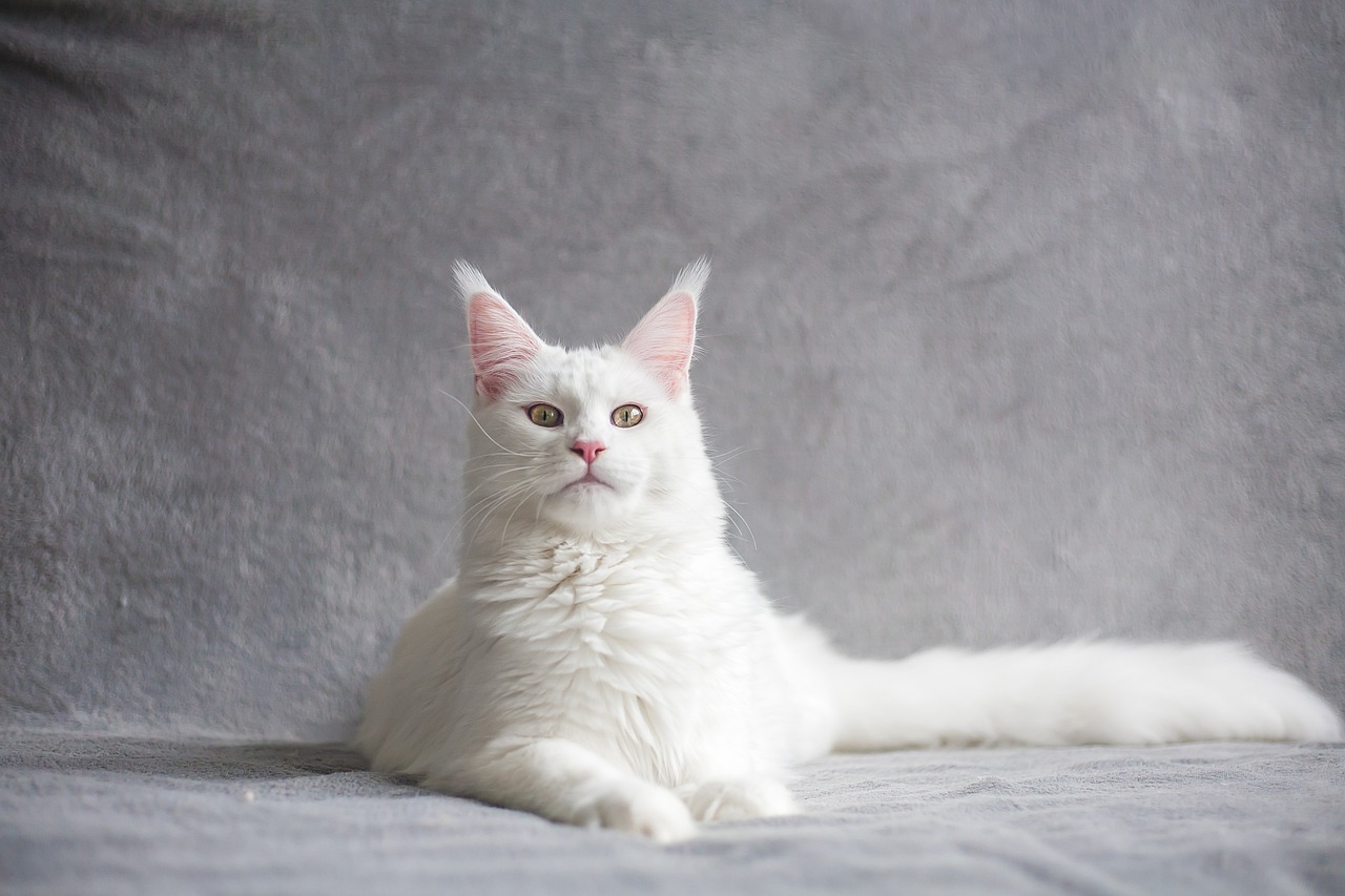 The Characteristics of the Turkish Van